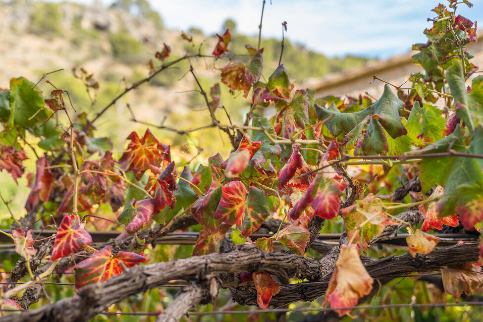 Reizvolle Finca in Sóller