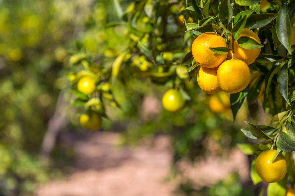 Reizvolle Finca in Sóller